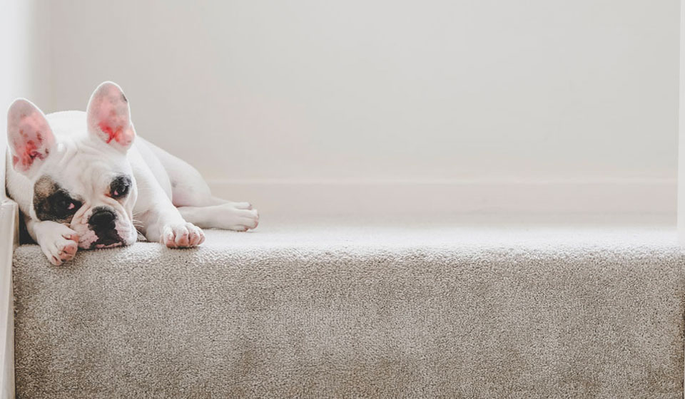Dog On Steps Carpet