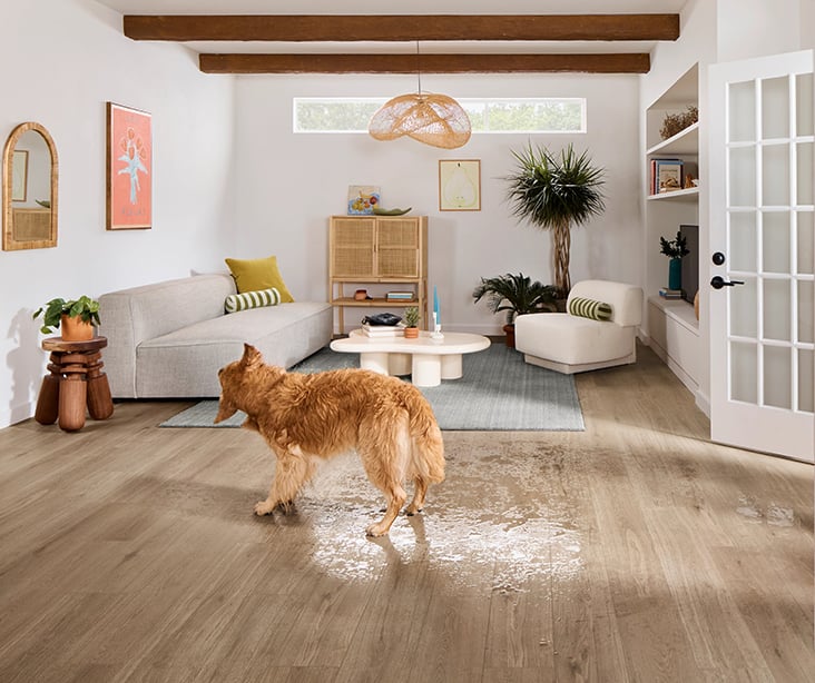 A dog drying off on a waterproof Hardwood floor.