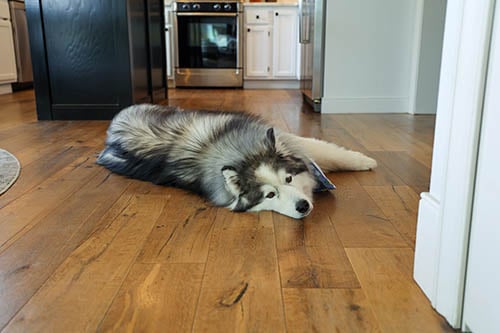 Pet-friendly, scratch resistant flooring at Montgomery's Flooring Store in South Dakota.